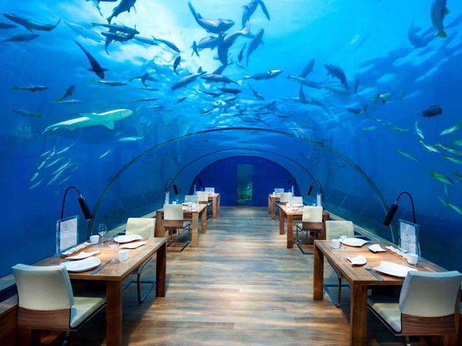 Thưởng thức đồ ăn trong lúc ngắm nhìn đàn cá bơi lội tại nhà hàng dưới nước trong khách sạn Conrad Maldives Rangali.